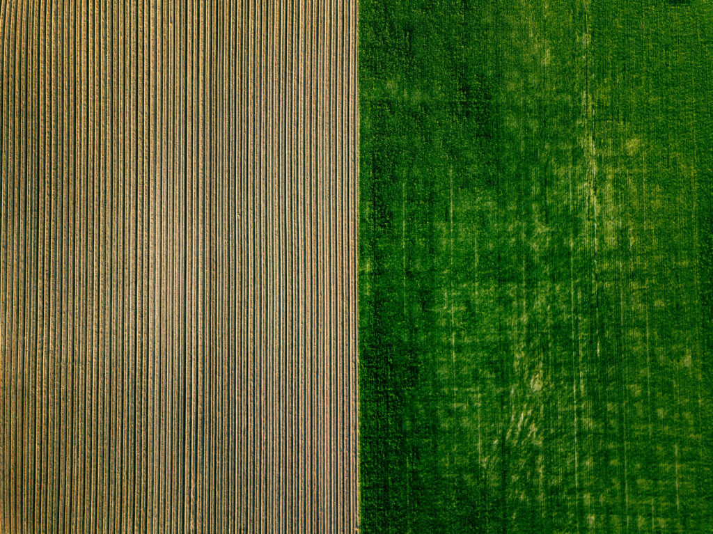 Aerial view of potato rows field in agricultural landscape